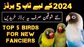 Top 5 Love birds for 2024 | Love birds for new fanciers