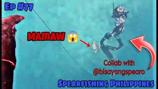 Ep #77 Collab with @paulspearochannel7012 | Grouper fish na malaki | Day Spearfishing Philippines