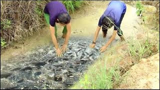 wow Amazing lovely Girl  Fishing - Cambodia Traditional fishing - How to Catches Fish (Part 114)