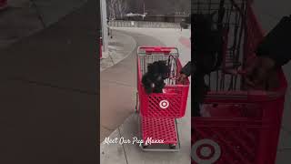 Target runs with maxxx #target #pets #shorts