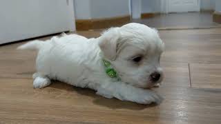 Maltese Puppy Pickles