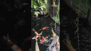 New day rainbow #koi #koifishpond #coypond #koifish #fish