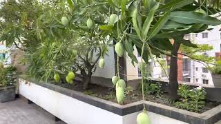 Rooftop garden ছাদ বাগান￼