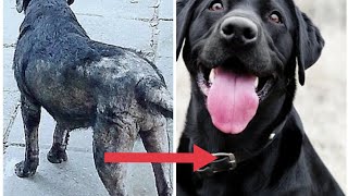 BORAX FOR DOG MANGE with GREAT RESULTS