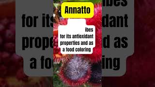 Annatto Healing Medicinal Herb Plant #herbalmedicine #medicinalplants #holistichealth