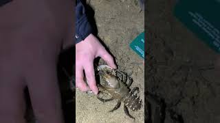 🦞 Murray Spiny Crayfish - Tôm Hùm Đất Siêu To Khổng Lồ 🦞