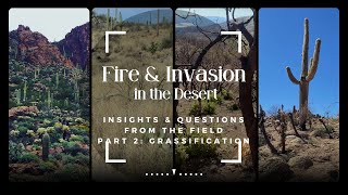 Grassification and Fast-Evolving Fire Connectivity and Risk in the Sonoran Desert