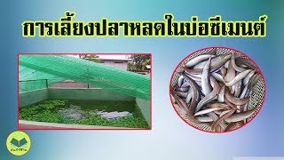 การเลี้ยงปลาหลด | ในบ่อซีเมนต์ | ยิ่งหายาก ราคาก็ยิ่งแพง |