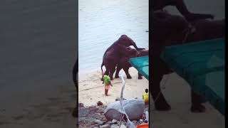 Gajah Thailand Kawin di Tepi Pantai Phuket yang Indah #shorts