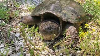 Helped a Huge Snapping Turtle in Southern Illinois