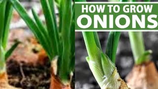 HOW TO PLANT AND GROW ONION AS SPRING ONIONS OR ONION BULBS.