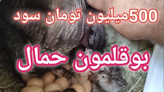 سود جوجه کشی طبیعی چقدر است , سود جوجه کشی با بوقلمون حمال