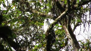 Gavilán Blanco | White Hawk | Pseudastur albicollis