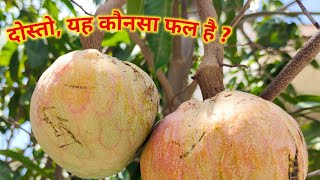 मेरे घर पर उगाया रामफल | Custard Apple