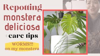 Repotting Monstera Deliciosa + Care Tips | EP 04