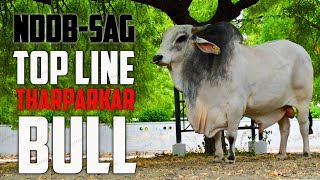 Top Line Tharparkar Bull || TR-20842 || थारपारकर नस्ल || VetVlogs