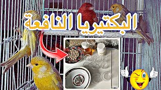 تقديم البكتريا النافعة للكناري بعد تطهير الكناري