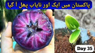 How To Grow Star Apple From Seeds | Star Apple Care | Rare Garden