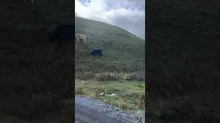 Share Cow in the mountain amazing nature #short #Georgia #nature #tour #vlogs