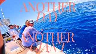 GOLIATH GROUPER almost rips out my ROD HOLDER, LIVE BAITING TUNAS AND AMBERJACKS!!