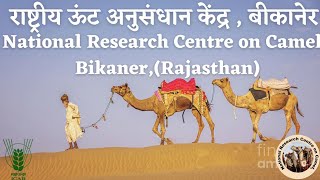 NRC-CAMEL || National Research Centre on Camel, Bikaner || राष्ट्रीय ऊंट अनुसंधान केंद्र बीकानेर🐪