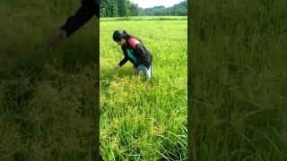 Paddy cultivation sri lanka,girl on paddy fields 😳..village life sri lanaka  #travel #food #shorts