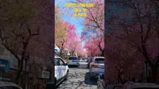 Los Lapachos rosados y la Primavera💐!!! 🚶🧉😎