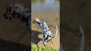 Cute Dalmatian #cuteanimals #puppy #cutedalmation #dalmation #funnyanimals #animals #dog #summer