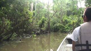 Transporte Fluvial Selva Amazónica camino a Reserva Natural Marasha | PERU