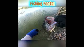 Fishing facts#6 #Shorts #fishing #bass