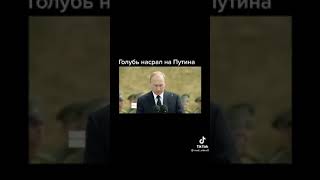 Голубь насрал на Путина