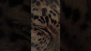 Amur Leopard in a cat sanctuary #animals #bigcats #amurleopard #cuteanimals #cats #leopard #wildlife