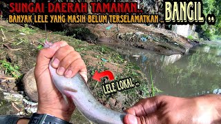 Niat nya Mancing Bader/Tawes malah Dapet Lele Lokal ||Rejeki Emang Tak Kemana #mancingliar