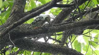 Yellow-crowned woodpecker