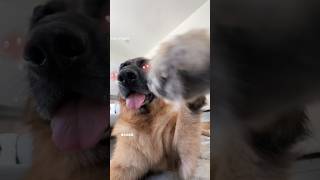 A pawsome video #jupi_thegsd #germanshepherd