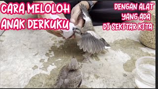 CARA MELOLOH ANAK DERKUKU UMUR KURANG LEBIH 1-2 MINGGU BY @sahirutomo535