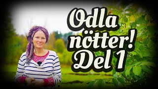 Odla nötter i allé del 1 - valnöt, hjärtnöt, svartnöt