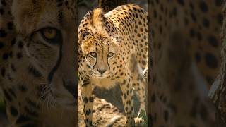 Exploring the world of cheetahs and their characteristics