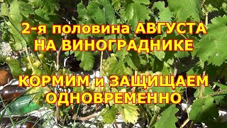 АВГУСТ на ВИНОГРАДНИКЕ. КОРМИМ и ЗАЩИЩАЕМ ОДНОВРЕМЕННО