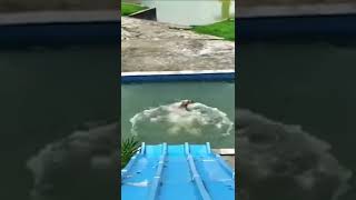 Funny dog cute dog having fun 8n watch slide#shorts