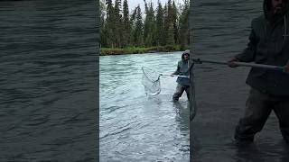 Nice Salmon on the Kenai River in Alaska! #fishing #salmon #alaska