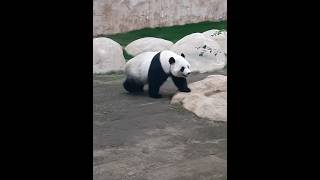 Panda House|Al Khor Park Zoo Qatar #panda #pandahouse #middleeast #qatarlife #qatar #trending #zoo