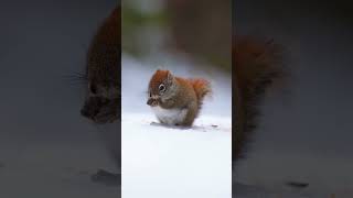 American Red Squirrel #wildlife #squirrel #nature #120fps