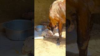 #goat #baby #biutifull #shortvideo