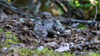 Common Nighthawk with a newly hatched chick￼