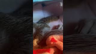 Leo the Rescued Baby Squirrel Waking Up Day 8