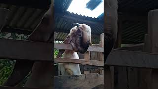 Kambing Siap Untuk Qurban||SHORTS