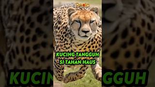 Daya Tahan Luar Biasa Seekor Cheetah #shorts #duniafauna #faktaunikhewan