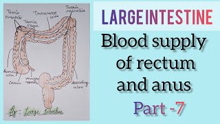 blood supply of rectum and anus/#bloodsupply / part -7