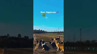 Dog Real Happiness #streetdog #shortsvideo #happiness #trendingsong